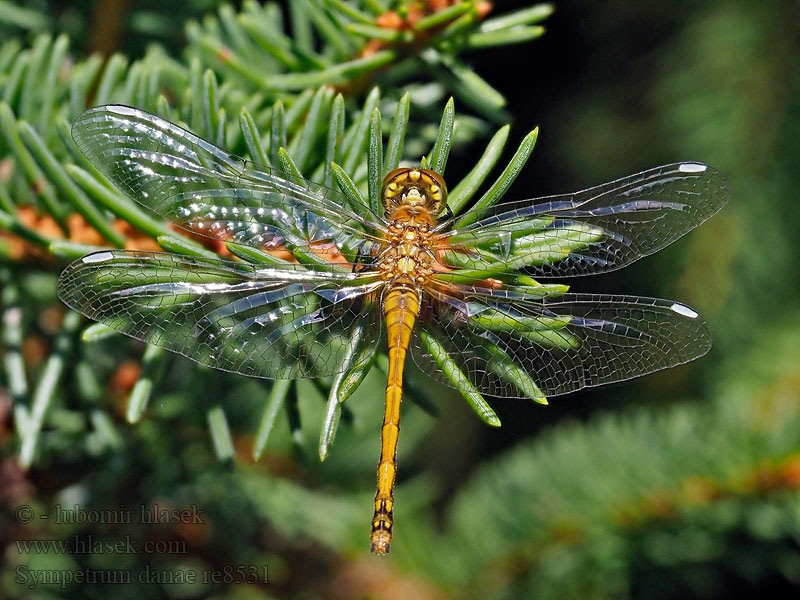 Sympetrum danae