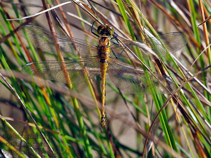 Črni kamenjak Sympetrum danae