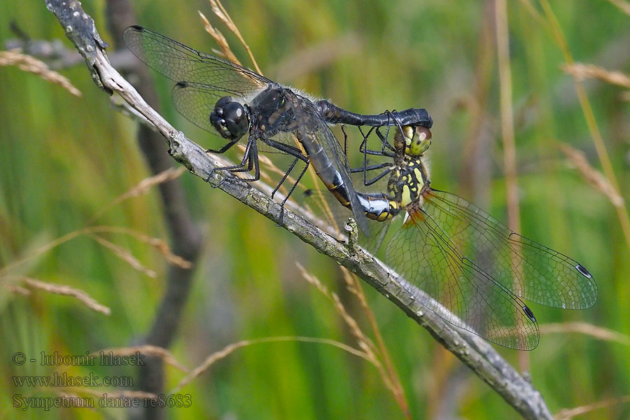 Сжатобрюх черный Тонкочеревець чорний Sympetrum danae