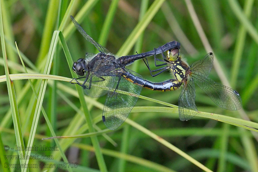 Vážka tmavá Svart ängstrollslända Svart høstlibelle Sympetrum danae