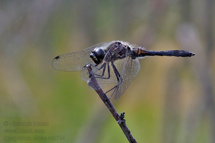 Schwarze Heidelibelle Szablak czarny Sympetrum danae