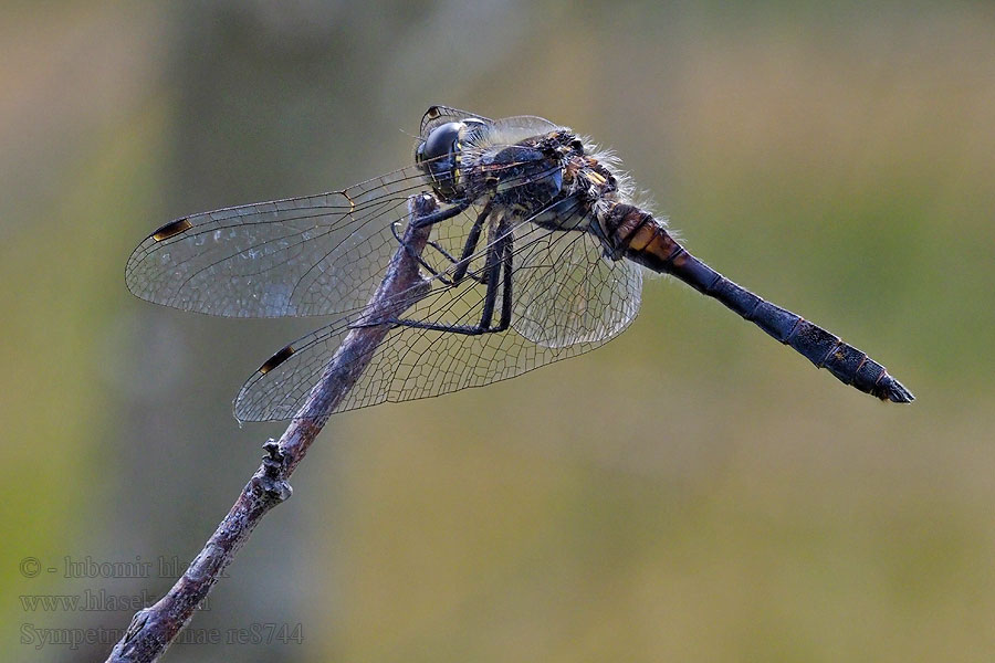 Zwarte heidelibel Simpetro nero Sympetrum danae