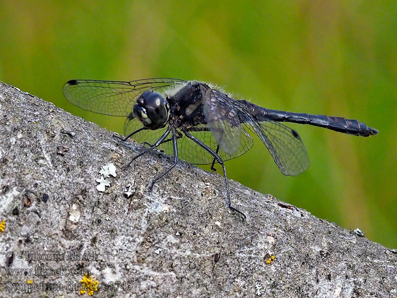 Tummasyyskorento Sympétrum noir Sympetrum danae