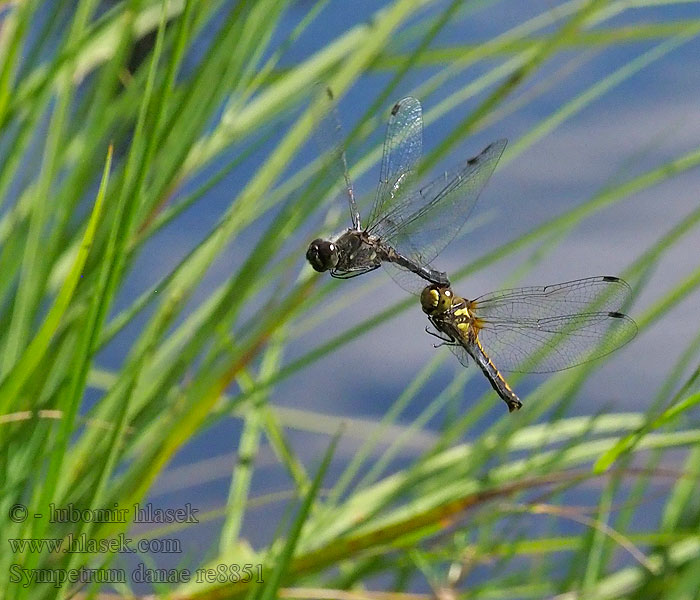 Black Darter Sort Hedelibel Sympetrum danae