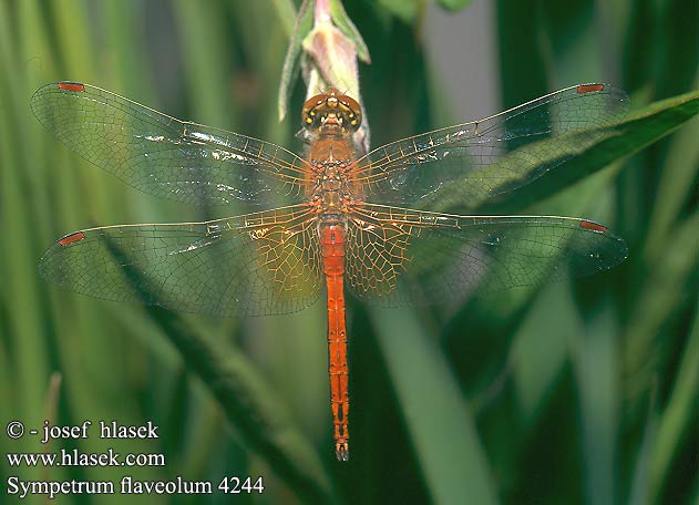 Sympetrum flaveolum Yellow winged Darter Gulvinget Hedelibel Elokorento Sympétrum jaune Geelvlekheidelibel Gefleckte Heidelibelle Szablak żółty Vážka žltoškvrnná žlutavá Gulfläckad ängstrollslända Gulvinget høstlibelle Сжатобрюх желтый Тонкочеревець жовтий Rumeni kamenjak