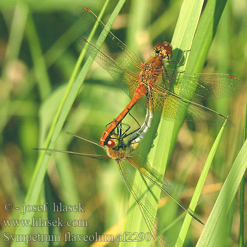 Sympetrum flaveolum Sympétrum jaune Geelvlekheidelibel Gefleckte Heidelibelle Szablak żółty Vážka žltoškvrnná žlutavá Gulfläckad ängstrollslända Gulvinget høstlibelle Сжатобрюх желтый Тонкочеревець жовтий Rumeni kamenjak Yellow winged Darter Gulvinget Hedelibel Elokorento