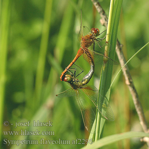 Sympetrum flaveolum af2296