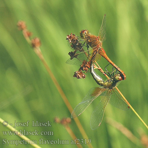 Sympetrum flaveolum Vážka žlutavá žltoškvrnná Gulfläckad ängstrollslända Gulvinget høstlibelle Сжатобрюх желтый Тонкочеревець жовтий Rumeni kamenjak Yellow winged Darter Gulvinget Hedelibel Elokorento Sympétrum jaune Geelvlekheidelibel Gefleckte Heidelibelle Szablak żółty