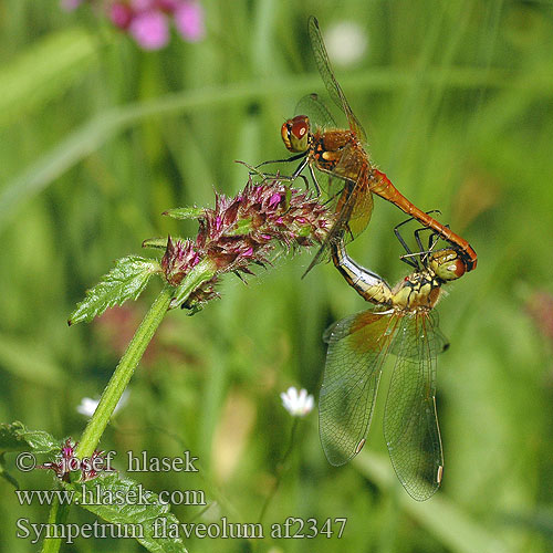 Sympetrum flaveolum Gulfläckad ängstrollslända Gulvinget høstlibelle Сжатобрюх желтый Тонкочеревець жовтий Rumeni kamenjak Yellow winged Darter Gulvinget Hedelibel Elokorento Sympétrum jaune Geelvlekheidelibel Gefleckte Heidelibelle Szablak żółty Vážka žlutavá žltoškvrnná