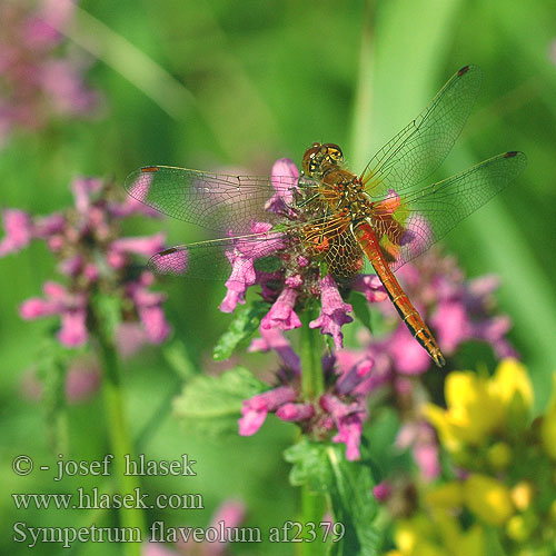 Sympetrum flaveolum Сжатобрюх желтый Тонкочеревець жовтий Rumeni kamenjak Yellow winged Darter Gulvinget Hedelibel Elokorento Sympétrum jaune Geelvlekheidelibel Gefleckte Heidelibelle Szablak żółty Vážka žlutavá žltoškvrnná Gulfläckad ängstrollslända Gulvinget høstlibelle