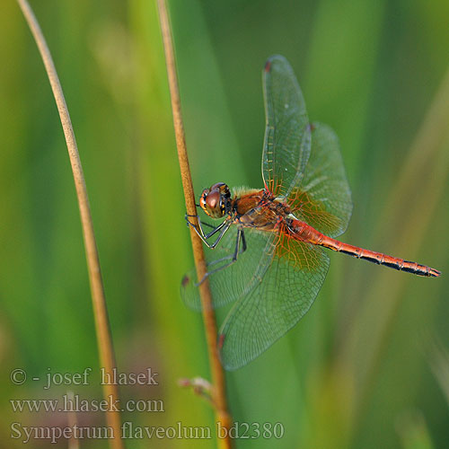 Сжатобрюх желтый Тонкочеревець жовтий Rumeni kamenjak Sympetrum flaveolum Yellow winged Darter Gulvinget Hedelibel Elokorento Sympétrum jaune Geelvlekheidelibel Gefleckte Heidelibelle Szablak żółty Vážka žltoškvrnná žlutavá Gulfläckad ängstrollslända Gulvinget høstlibelle