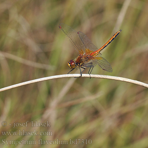 Тонкочеревець жовтий Rumeni kamenjak Sympetrum flaveolum Yellow winged Darter Gulvinget Hedelibel Elokorento Sympétrum jaune Geelvlekheidelibel Gefleckte Heidelibelle Szablak żółty Vážka žltoškvrnná žlutavá Gulfläckad ängstrollslända Gulvinget høstlibelle Сжатобрюх желтый