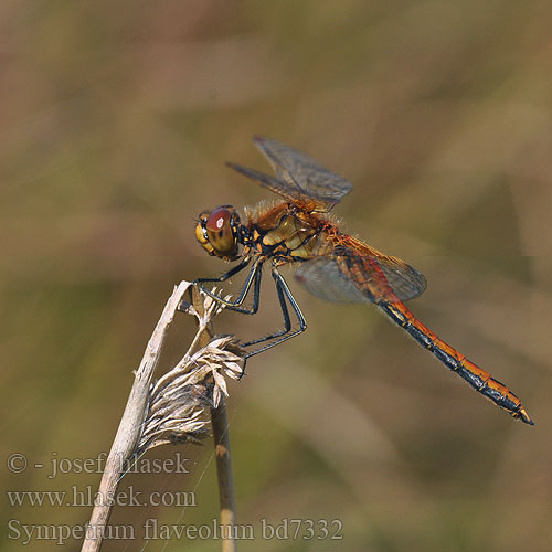 Yellow winged Darter Gulvinget Hedelibel Elokorento Sympétrum jaune Geelvlekheidelibel Gefleckte Heidelibelle Szablak żółty Vážka žltoškvrnná žlutavá Gulfläckad ängstrollslända Gulvinget høstlibelle Сжатобрюх желтый Тонкочеревець жовтий Rumeni kamenjak Sympetrum flaveolum