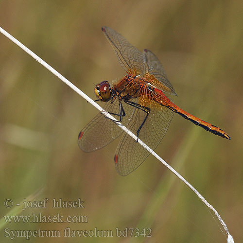 Sympetrum flaveolum bd7342