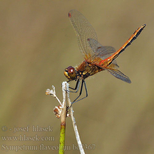 Sympetrum flaveolum bd7367