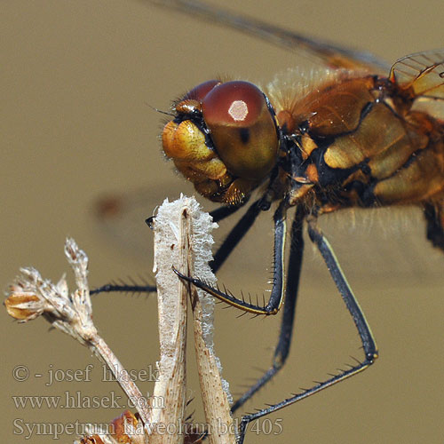 Sympetrum flaveolum bd7405