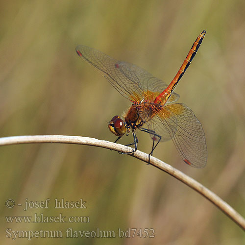 Sympetrum flaveolum bd7452