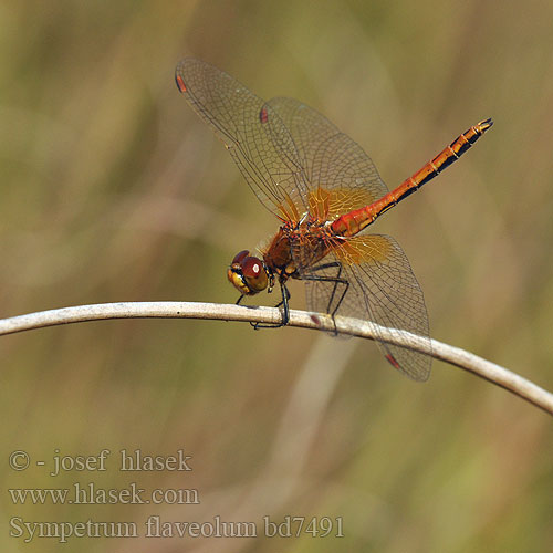 Sympetrum flaveolum bd7491