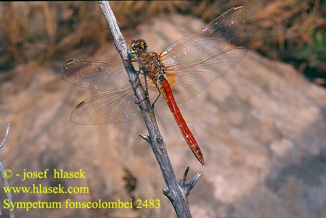 Sympetrum fonscolombei Zwervende heidelibel Frühe Heidelibelle Szablak Vážka jarní Сжатобрюх Фонсколомба Тонкочеревець Фонсколомба Red-veined Darter Malinovordeči kamenjak