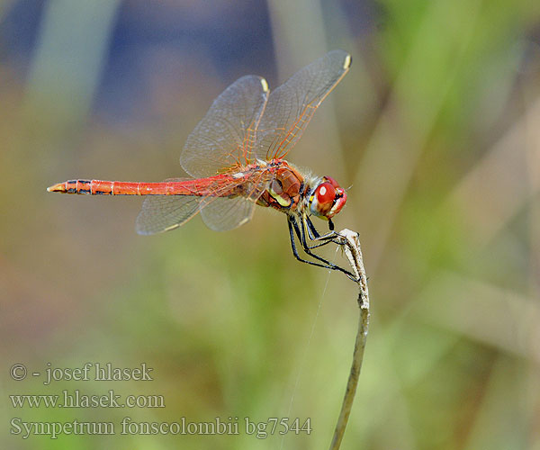 Sympetrum fonscolombii bg7544