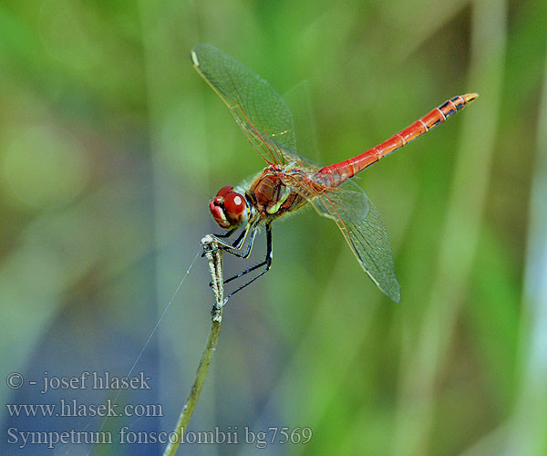 Sympetrum fonscolombii bg7569