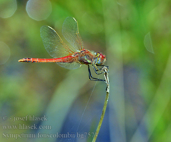 Szablak wiosenny Vážka jarní Сжатобрюх Фонсколомба Тонкочеревець Фонсколомба Red-veined Darter Malinovordeči kamenjak Sympetrum fonscolombei Zwervende heidelibel Frühe Heidelibelle