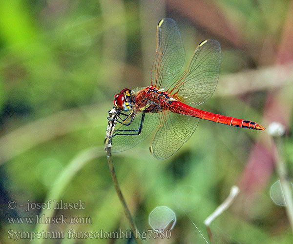 Vážka jarní Сжатобрюх Фонсколомба Тонкочеревець Фонсколомба Red-veined Darter Malinovordeči kamenjak Sympetrum fonscolombei Zwervende heidelibel Frühe Heidelibelle Szablak wiosenny