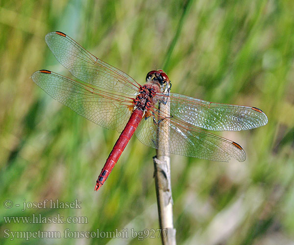 Sympetrum fonscolombii bg9277