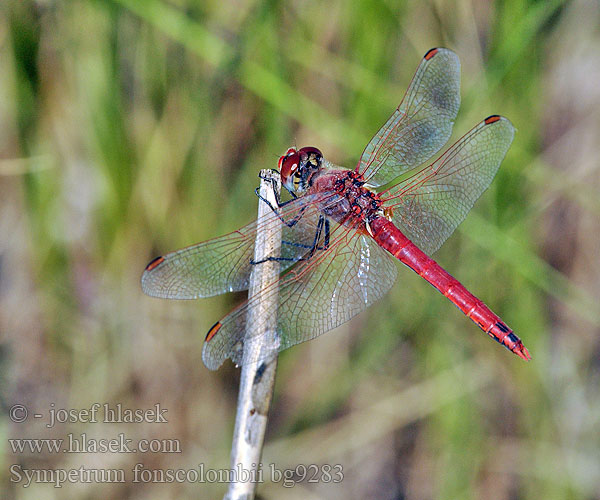 Sympetrum fonscolombii bg9283