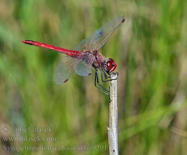 Sympetrum fonscolombii bg9291