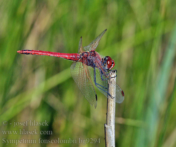 Sympetrum fonscolombii bg9294