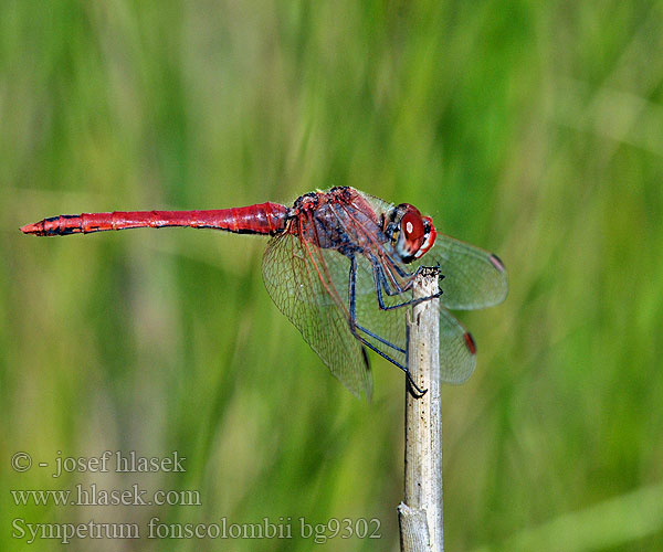 Sympetrum fonscolombii bg9302