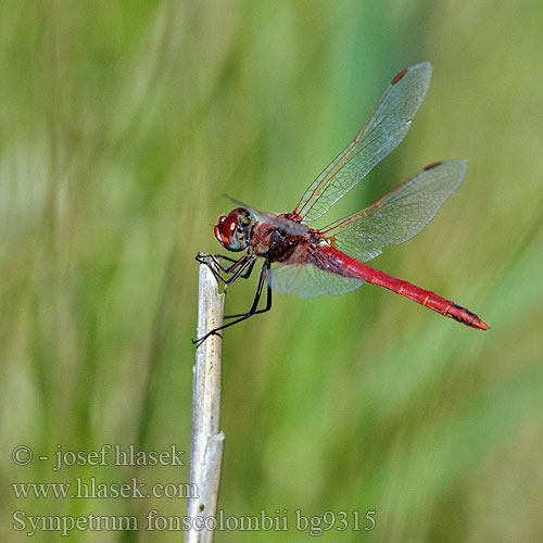 Sympetrum fonscolombii bg9315