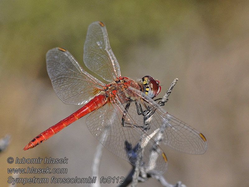 Sympetrum fonscolombei