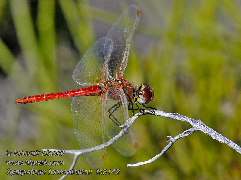 Sympetrum fonscolombei