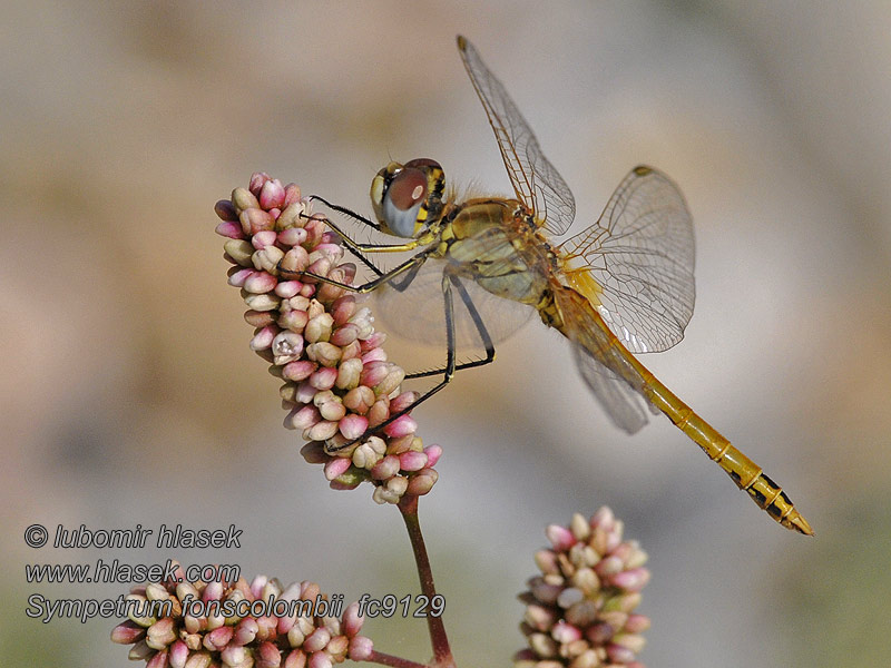 Sympetrum fonscolombei