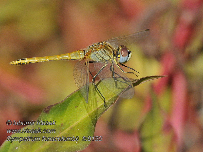 Sympetrum fonscolombei