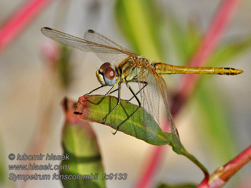 Sympetrum fonscolombei