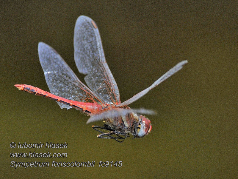 Sympetrum fonscolombei