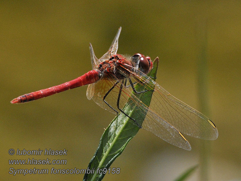 Sympetrum fonscolombei