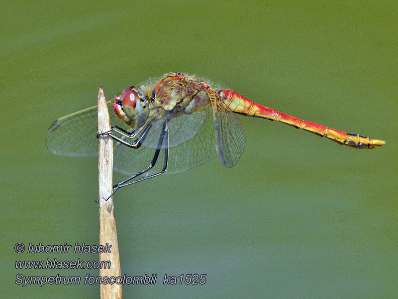 Zwervende heidelibel Frühe Heidelibelle Sympetrum fonscolombei