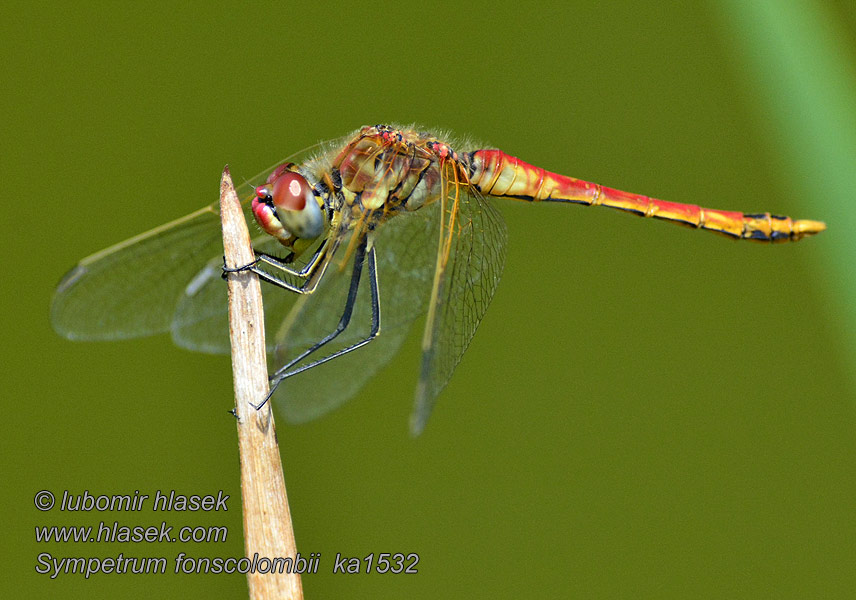 Szablak wiosenny Сжатобрюх Фонсколомба Sympetrum fonscolombei