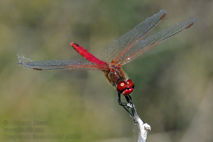 Zwervende heidelibel Frühe Heidelibelle Szablak wiosenny Sympetrum fonscolombei