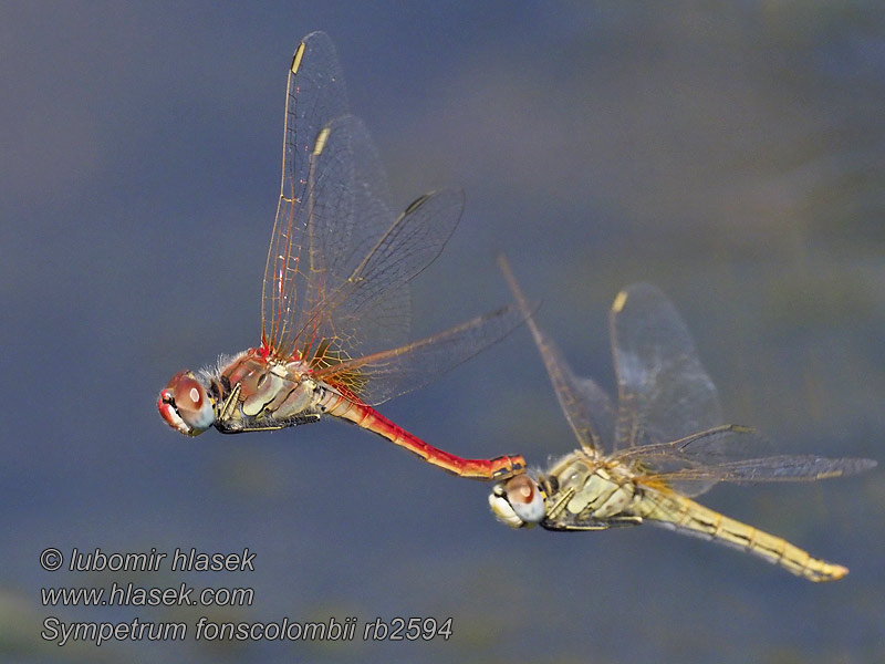 Тонкочеревець Фонсколомба Red-veined Darter Malinovordeči kamenjak Sympetrum fonscolombei