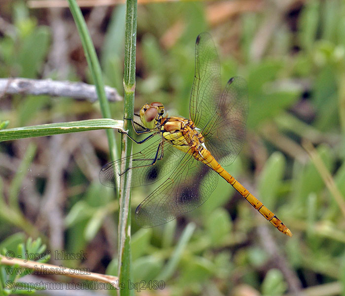 Zuidelijke heidelibel Sympetrum meridionale