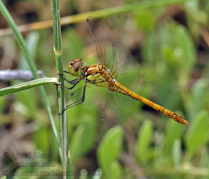 Südliche Heidelibelle Sympetrum meridionale