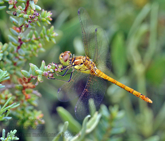 Vážka jižní Sympetrum meridionale