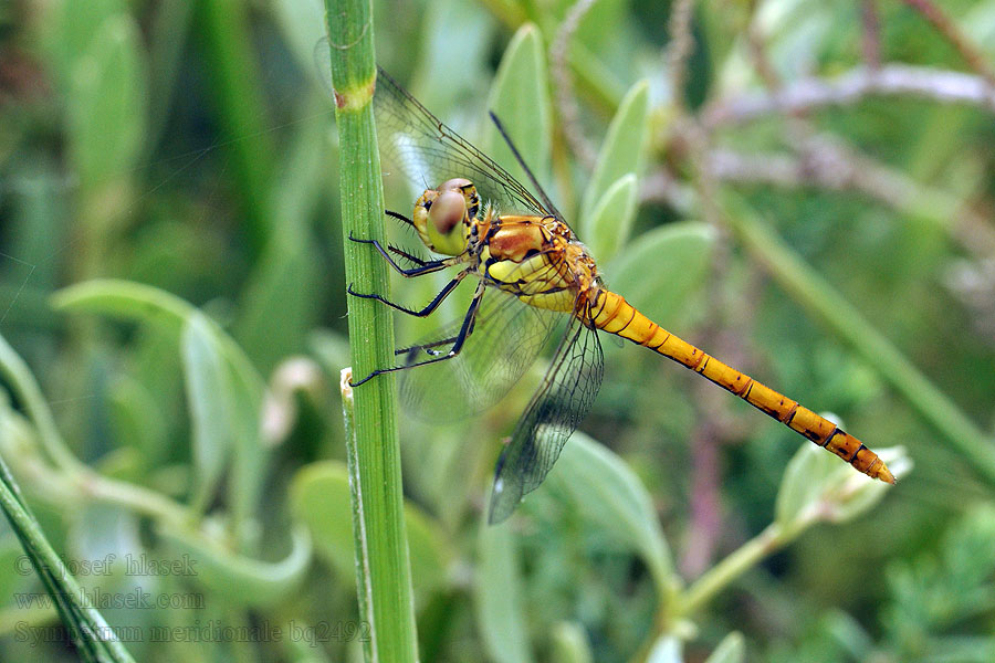 Тонкочеревець південний Sympetrum meridionale