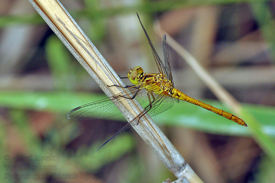 Southern Darter Sredozemski kamenjak Sympetrum meridionale