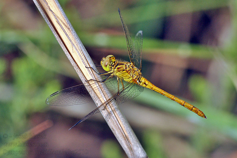 Sredozemski kamenjak Sympetrum meridionale